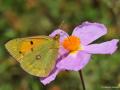 Colias crocea (Sarıazamet)